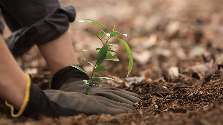 Austral Bricks champions biodiversity